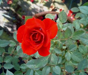 ラブリーふくやまの写真