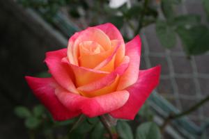 アニバーサリー福山の写真