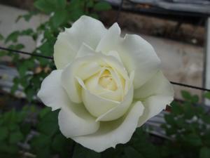 ローズマインドふくやまの写真