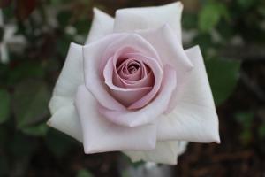 ニコライバーグマンふくやまローズの写真