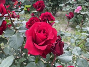 ウルヴァリンふくやまの写真