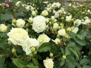 福山市長賞受賞ばらの写真