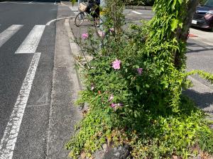 福山雅の写真２