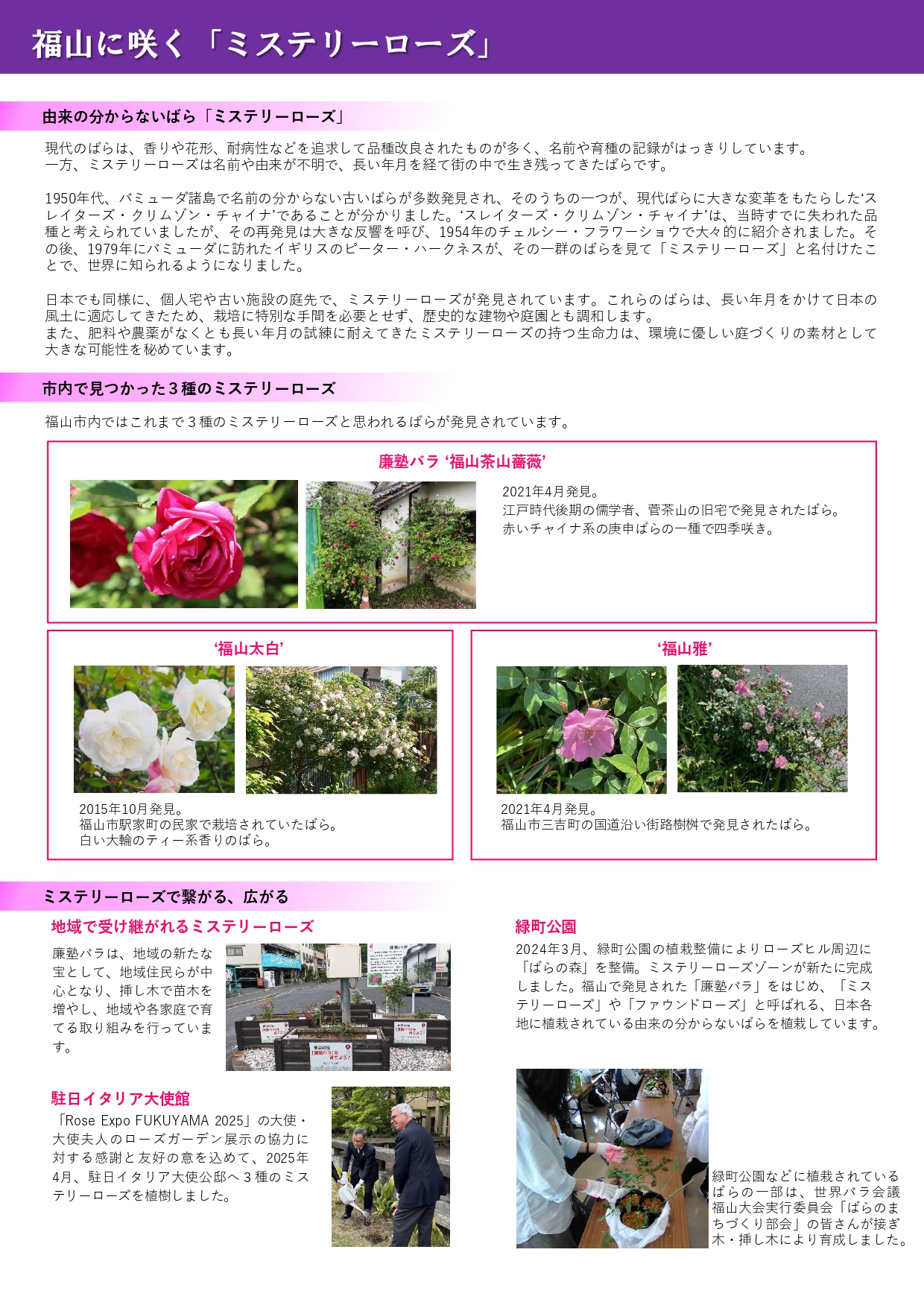 ミステリーローズの紹介画像