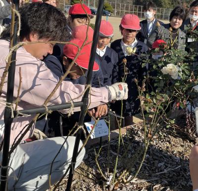 穂木の切り取りの写真