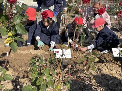 ばらの苗を植えている写真