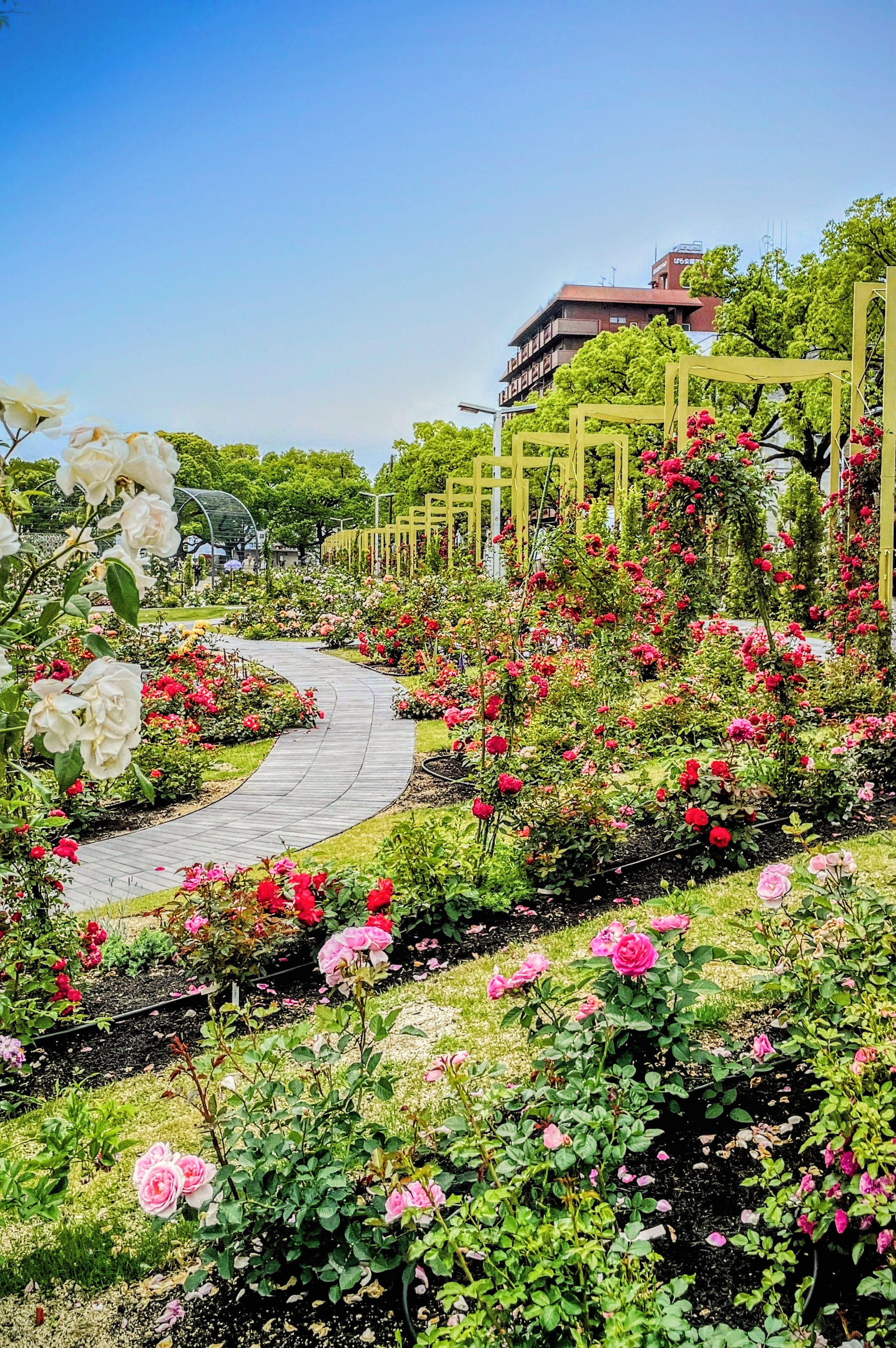 ばら公園の写真