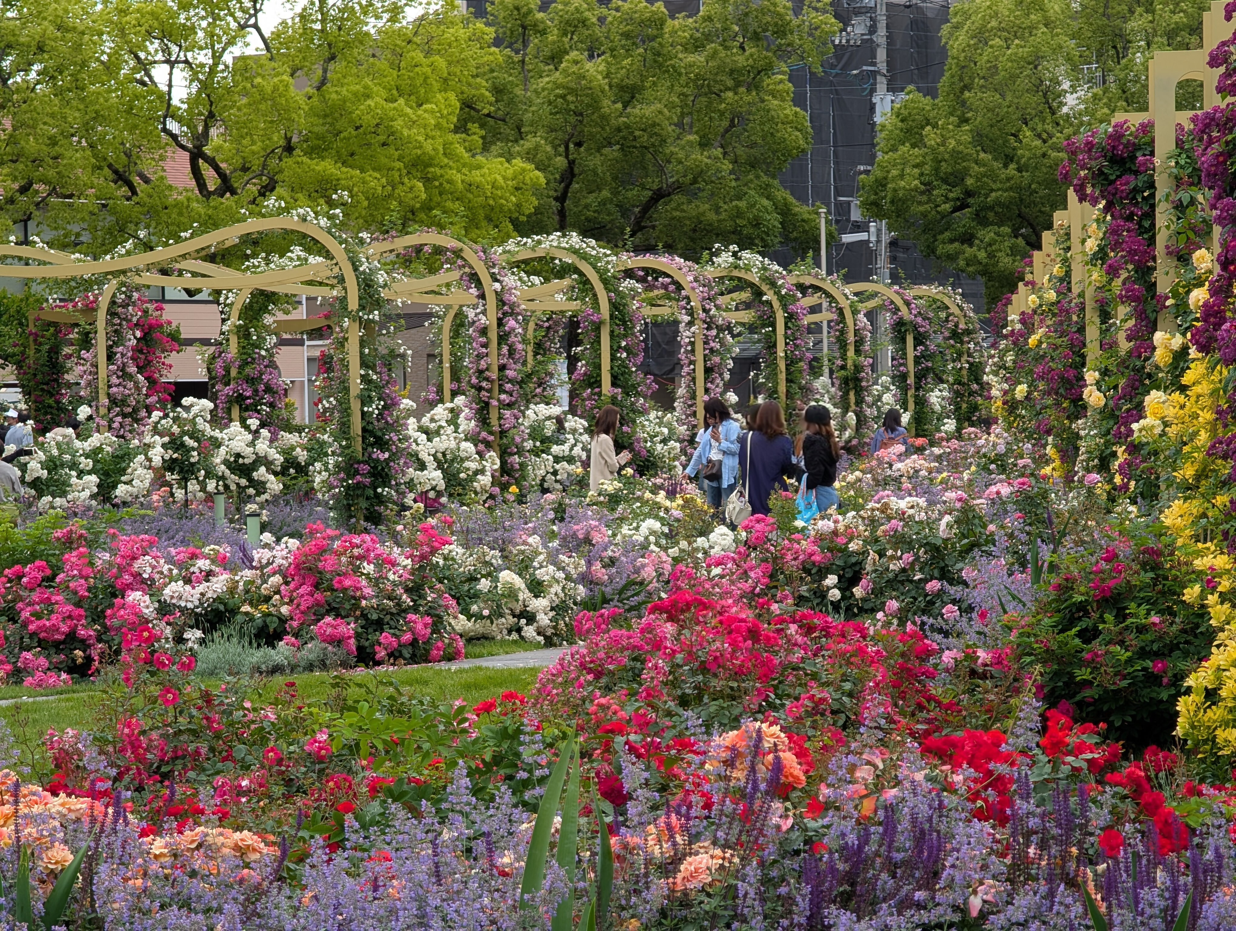 ばら公園(5月)