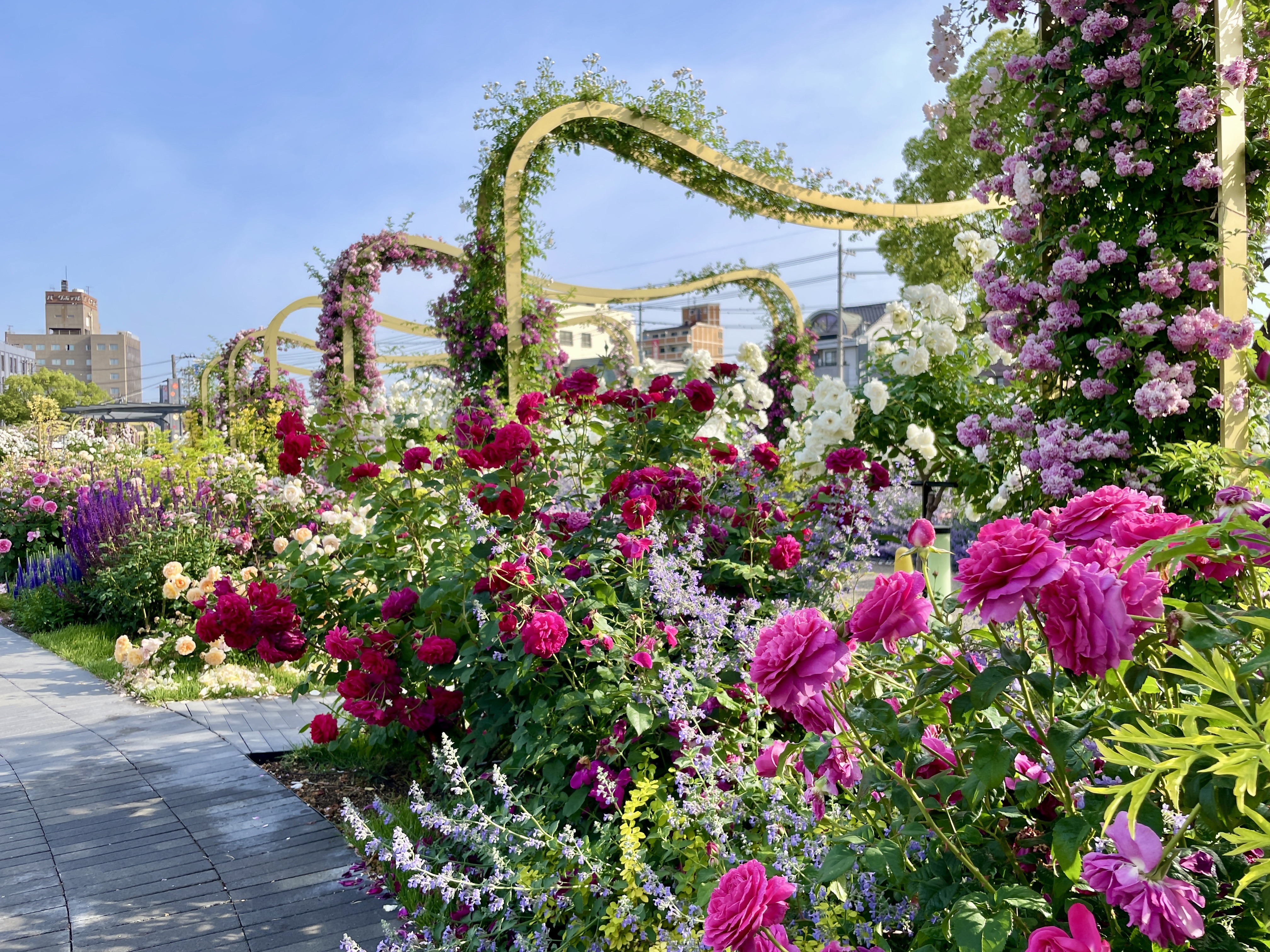 ばら公園（5月）４