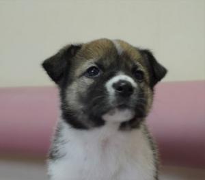 １２－１９　まな