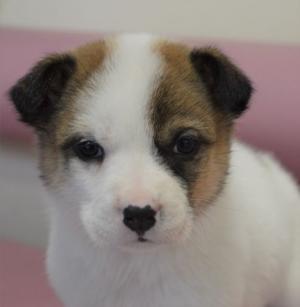 １－９　かれん