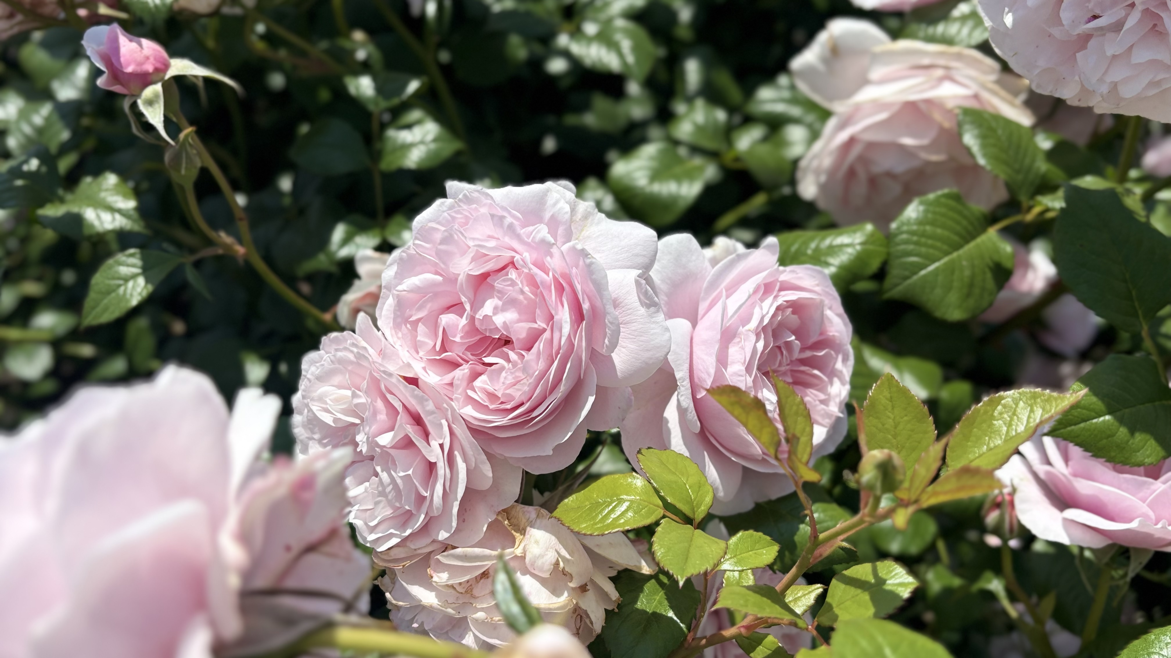 国土交通大臣賞受賞ばら