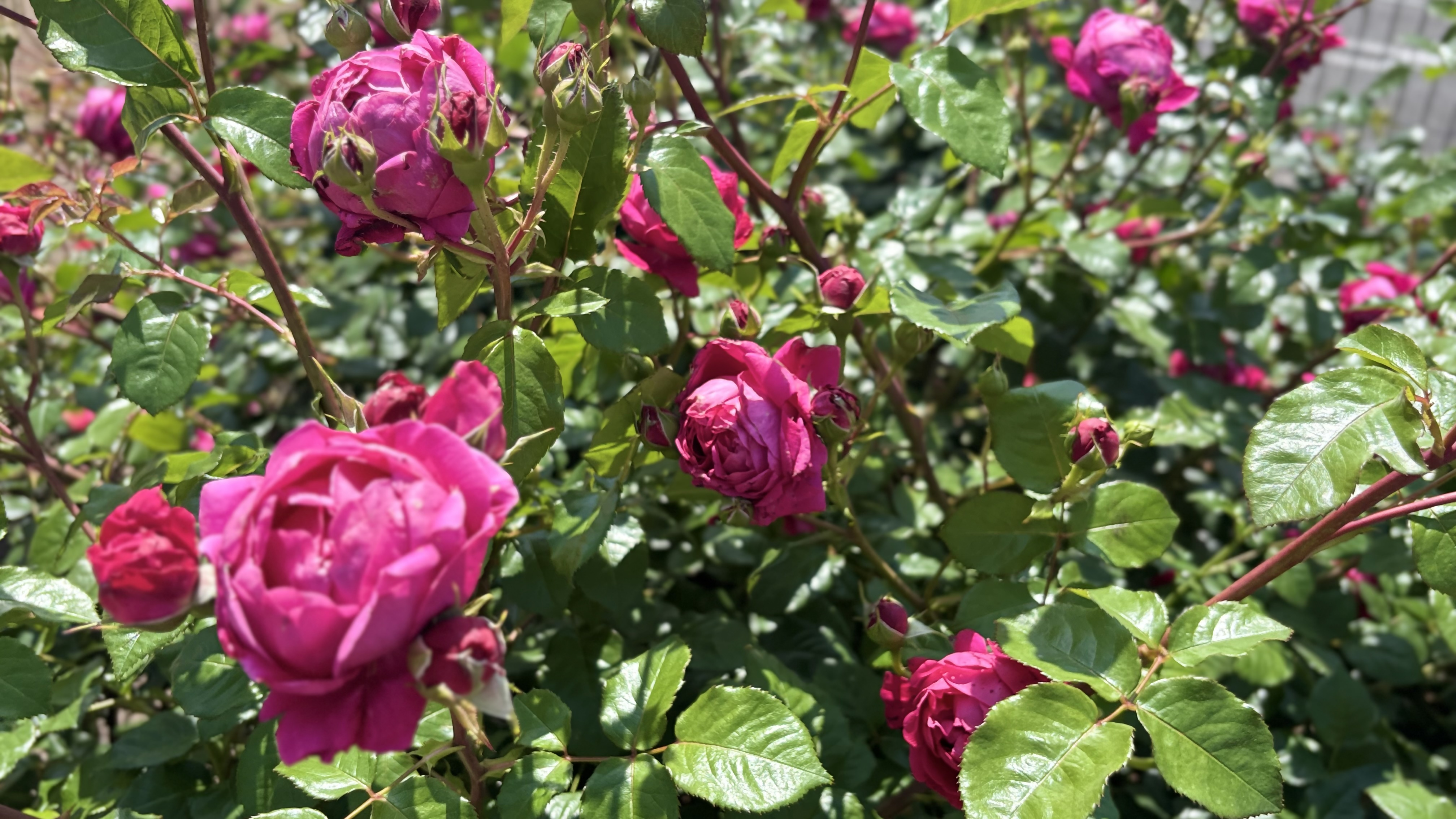 広島県知事賞受賞ばら