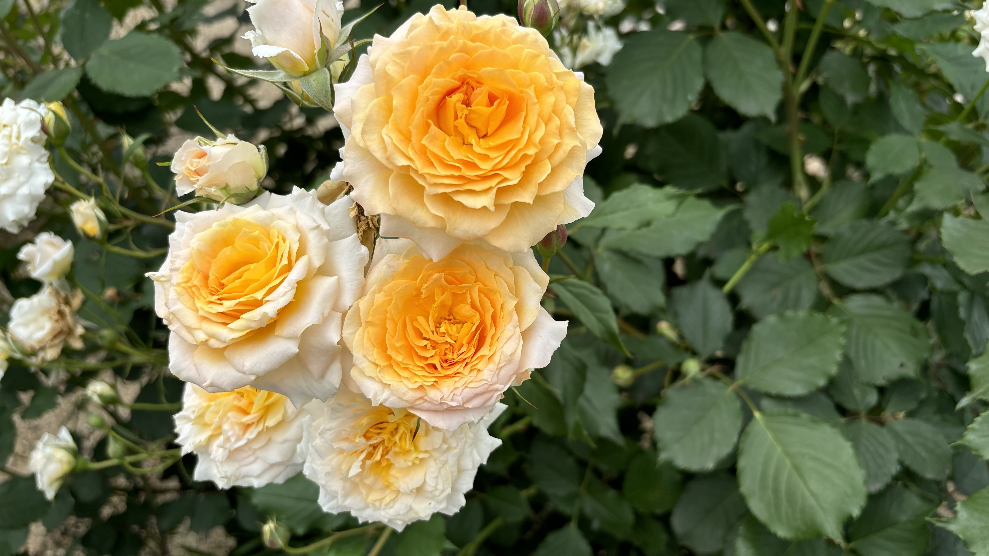 銀賞受賞ばら１