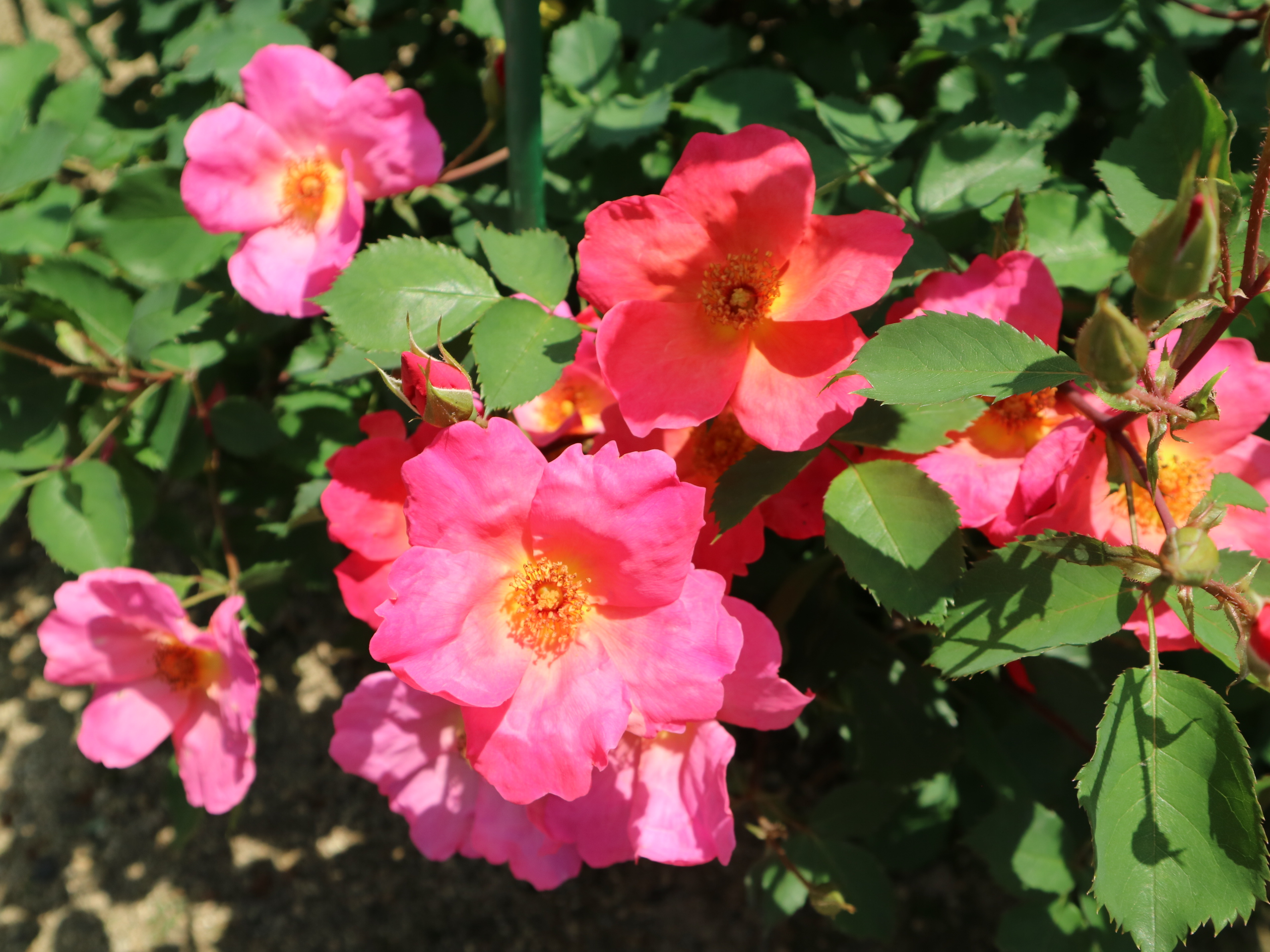 銀賞受賞ばら３