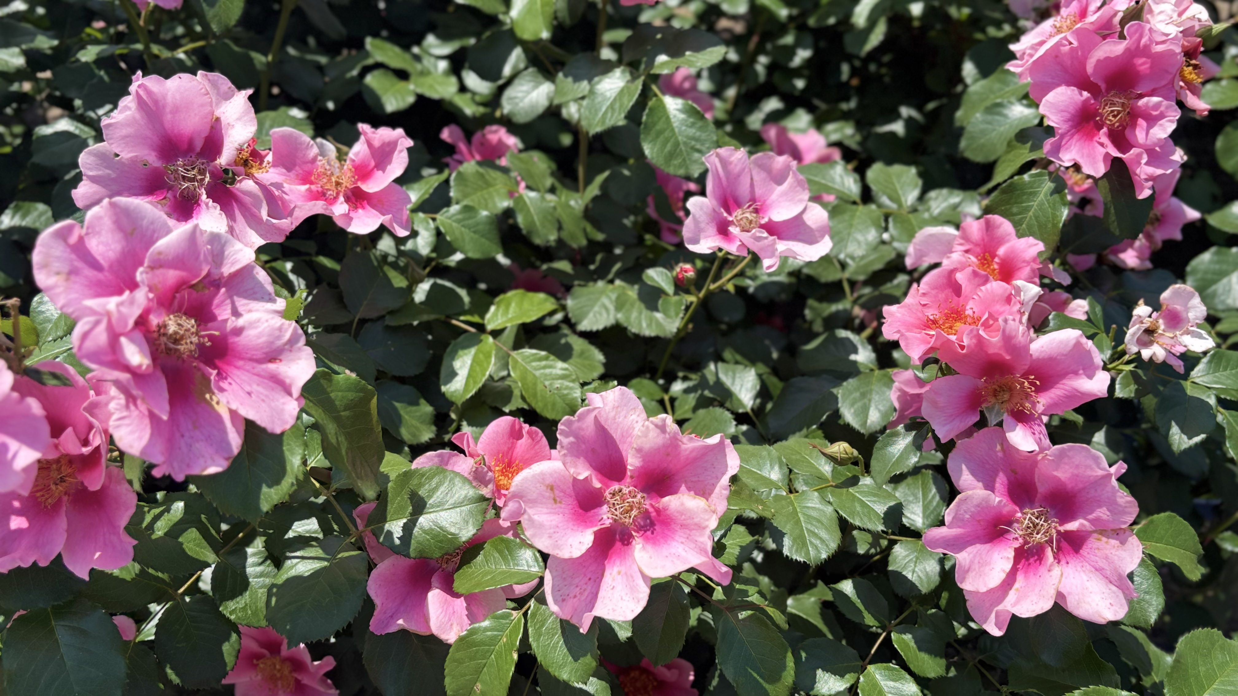 銀賞受賞ばら５