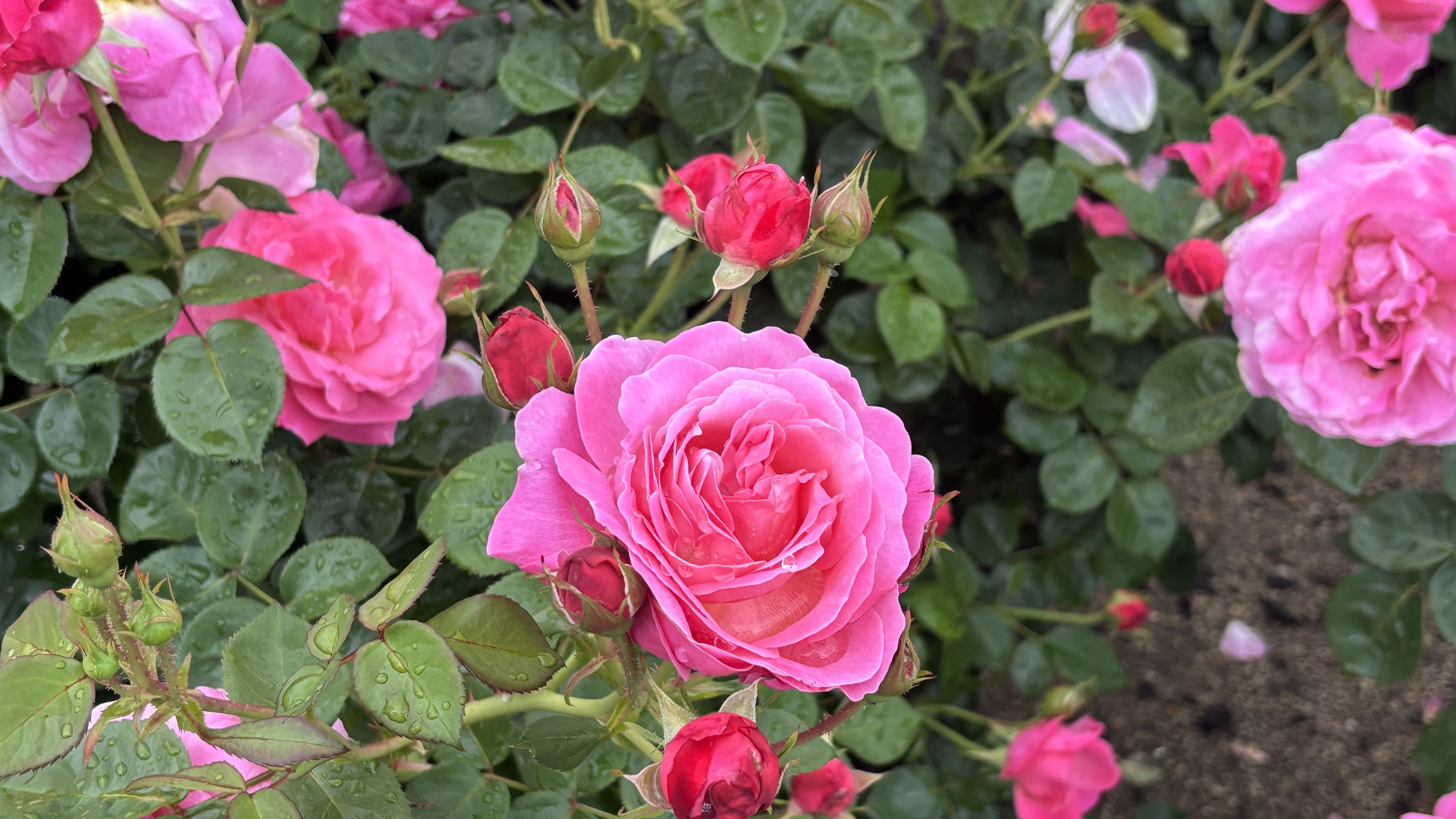 銀賞受賞ばら７