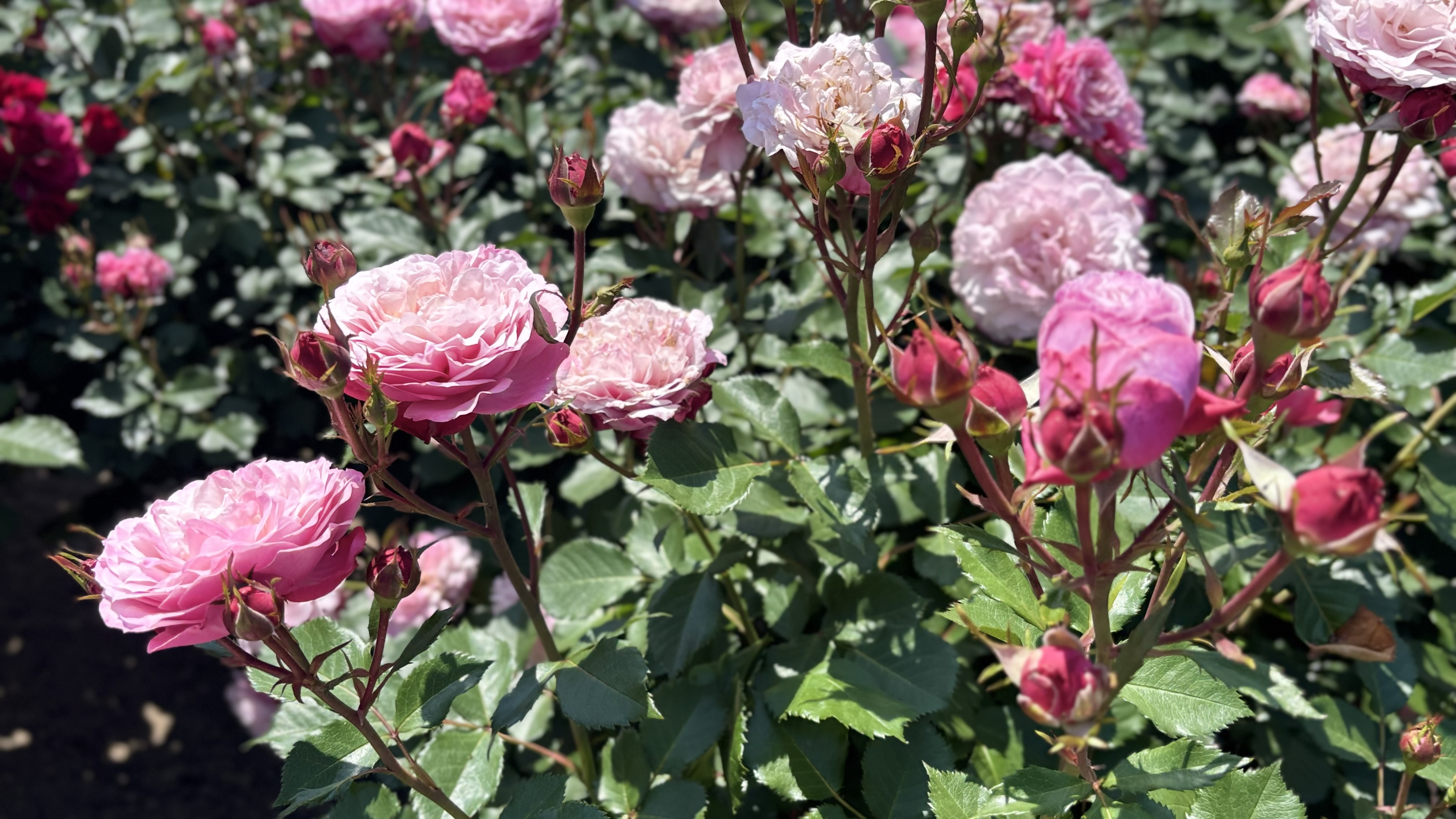 銅賞受賞ばら２