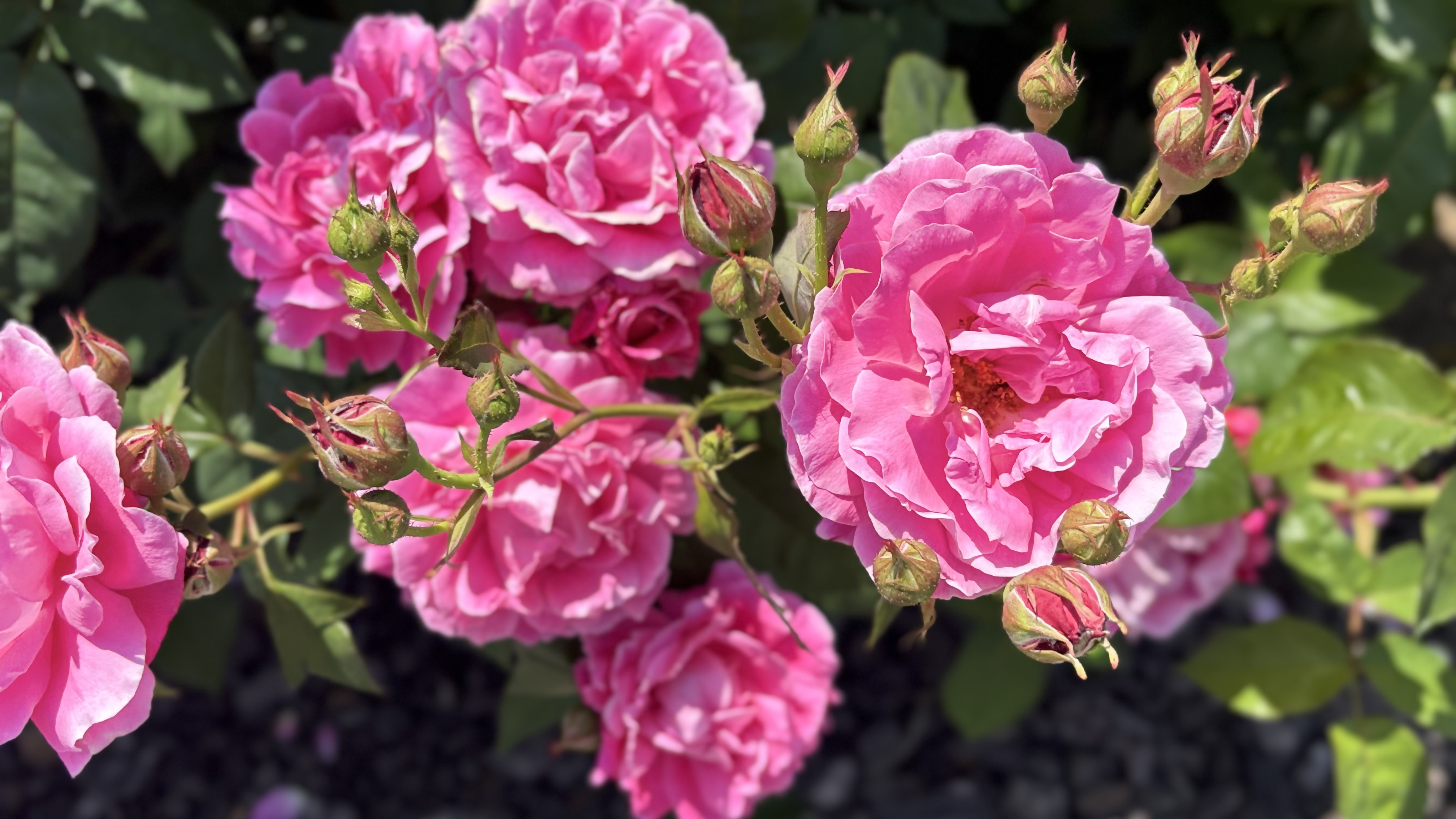 銅賞受賞ばら３