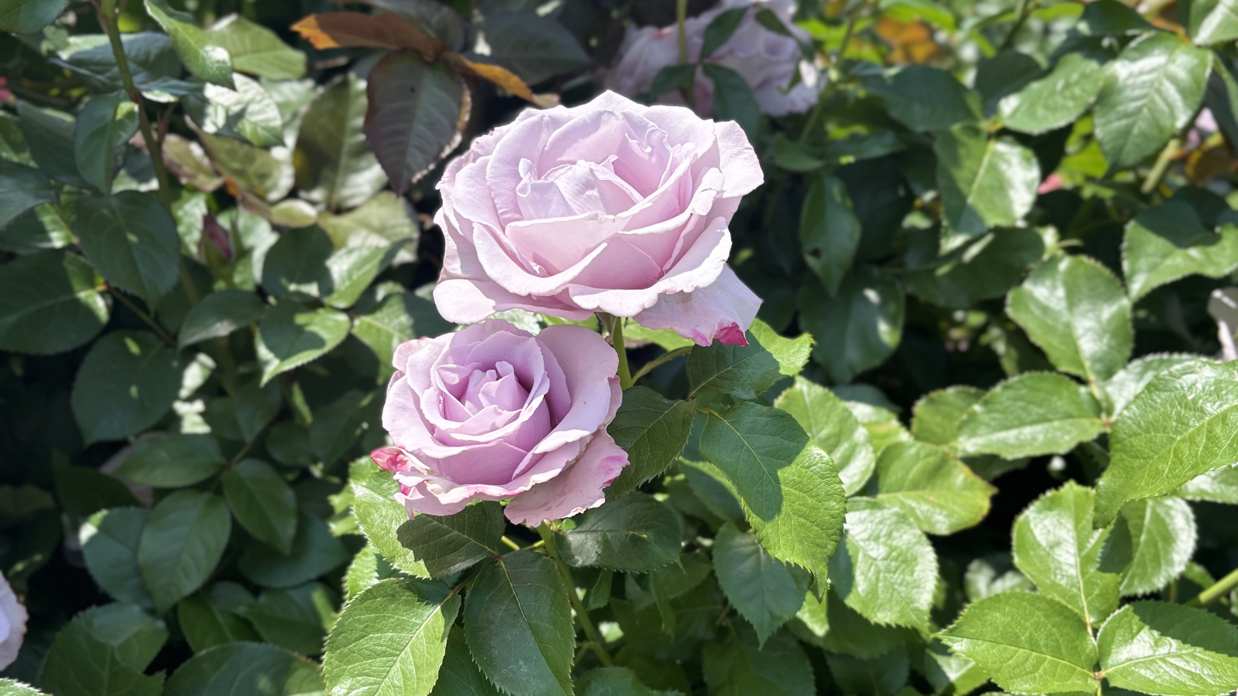 銅賞受賞ばら４