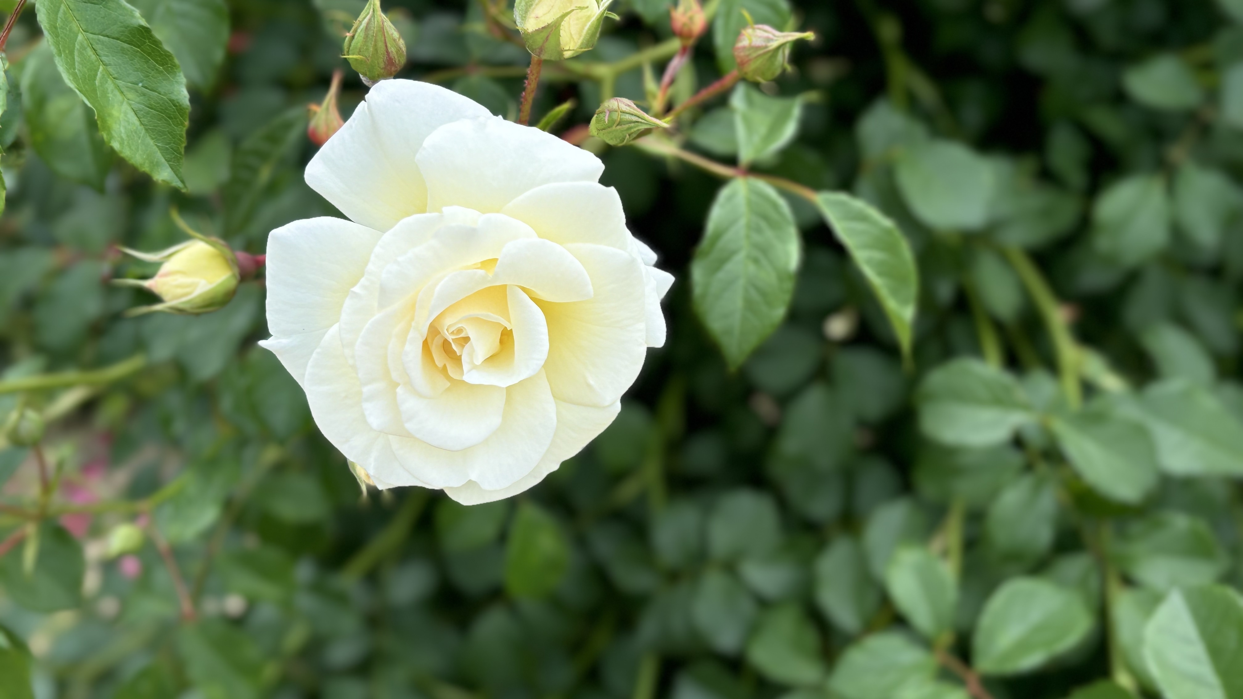 銅賞受賞ばら６