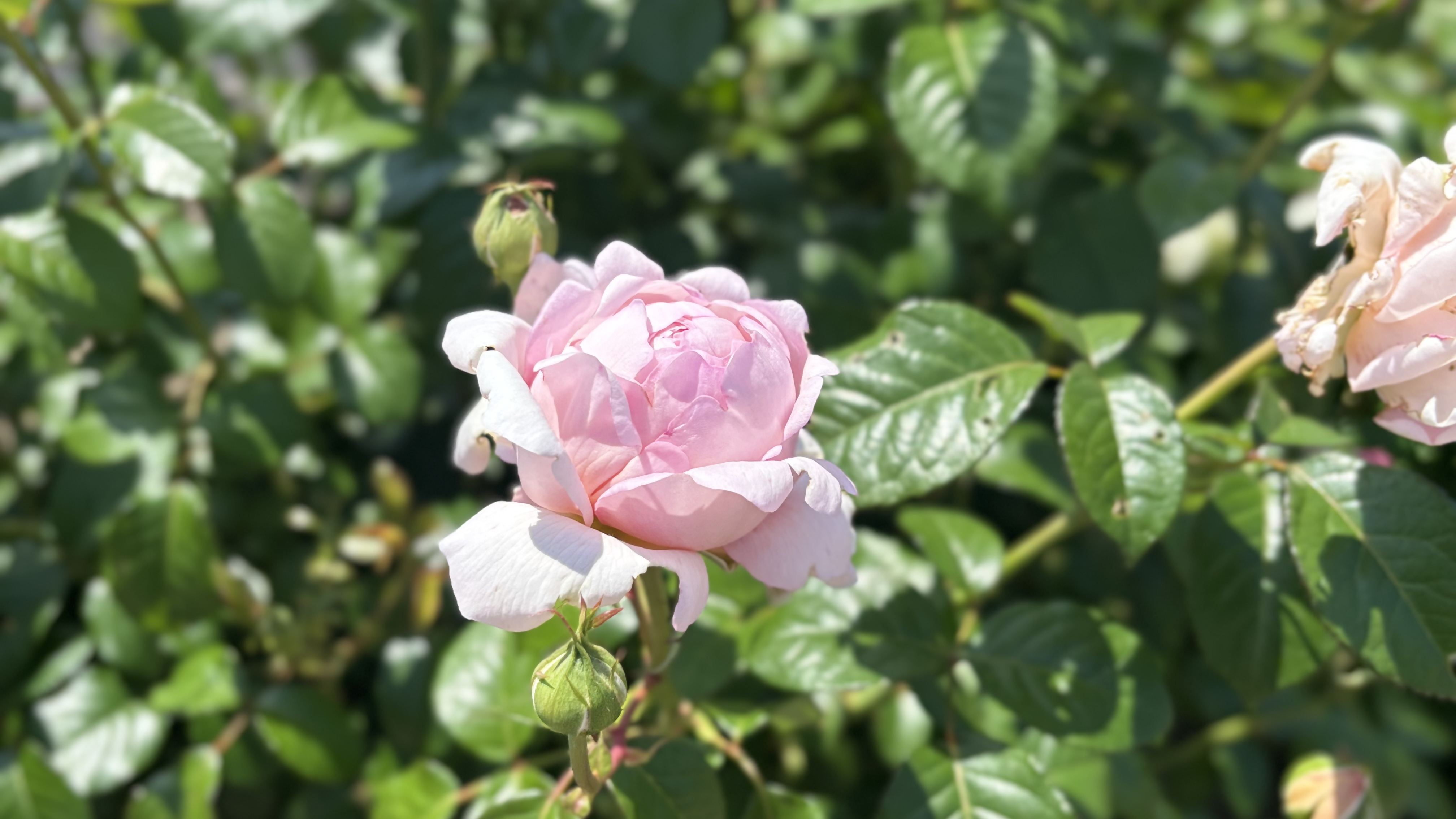 銅賞受賞ばら７