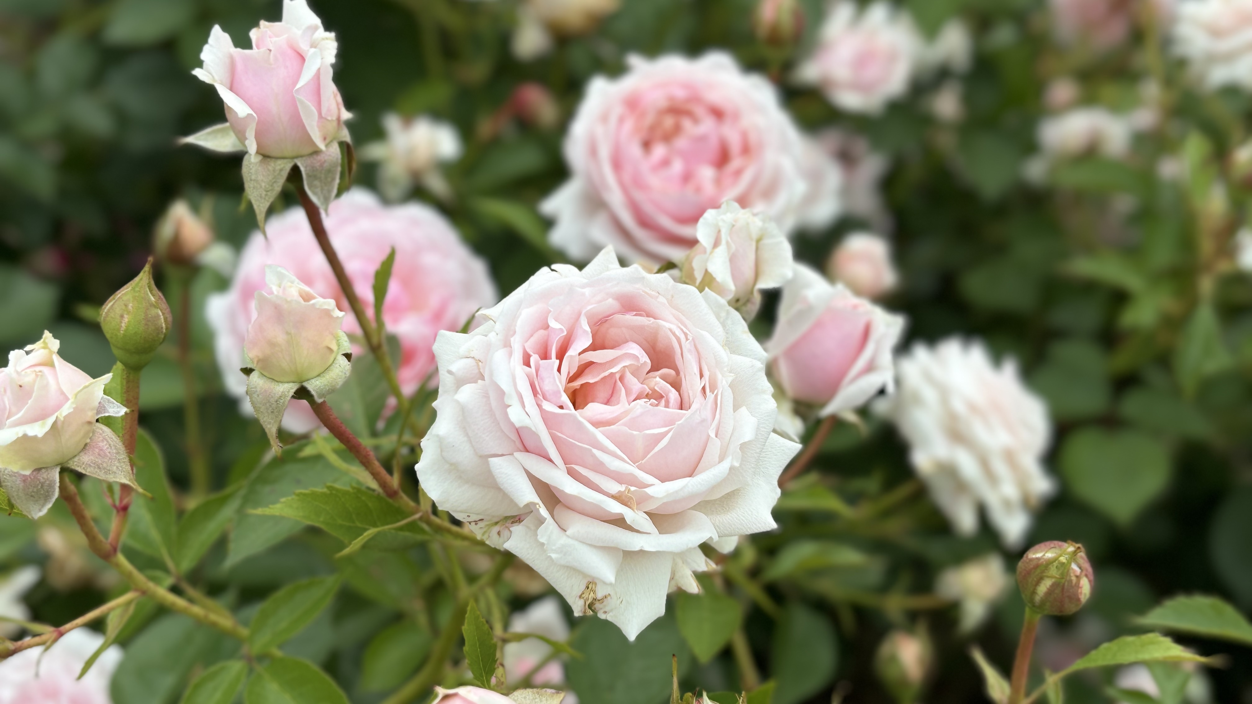 銅賞受賞ばら８