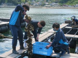 牡蠣の養殖体験