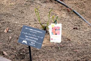 植樹の写真（記念ばら）