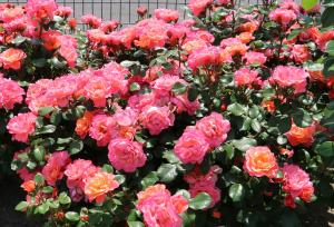 大会記念ばらの写真