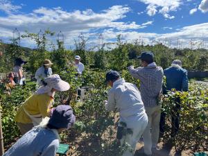 世界一のばらのまち福山に向けて3