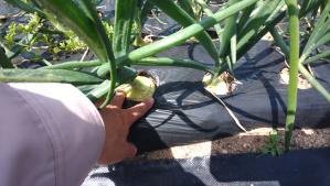 たまねぎの収穫