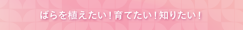 ばらを植えたい！育てたい！知りたい！