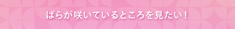 ばらが咲いているところを見たい！
