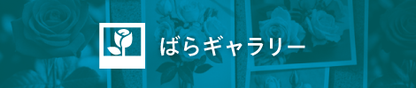ばらギャラリー