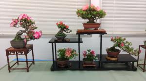 さつき（棚仕立て）