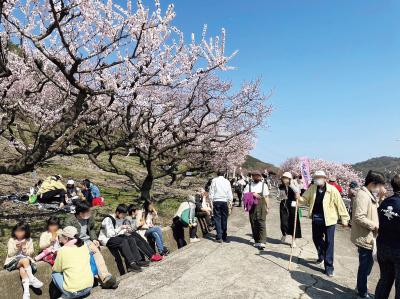 たじり杏まつり風景