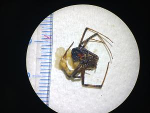 クロゴケグモ腹側