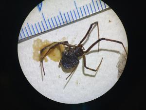 クロゴケグモ背側