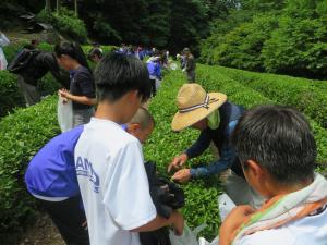 茶摘み体験２