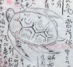 ▲ウミガメ