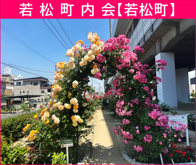 若松