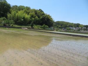 田植え１１