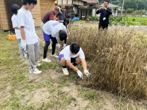 麦刈り体験１