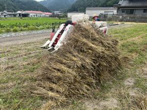 麦刈り体験５
