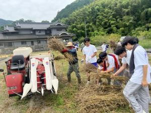 麦刈り体験６