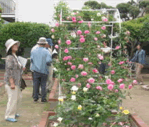 ばら花壇コンクールの様子