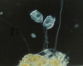 水をきれいにする微生物ボルティケラ