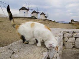 ギリシャ ミコノス島 （Ｃ）Mitsuaki Iwago