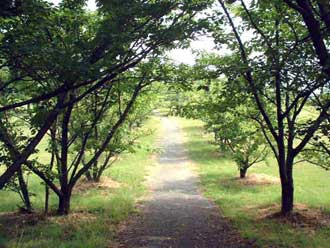 写真：緑陽公園の並木道